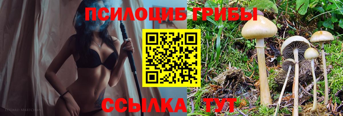 Псилоцибиновые грибы Psilocybine cubensis Медногорск